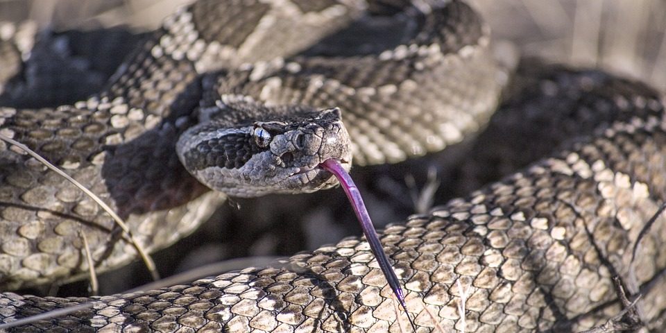 Rattlesnake Activity in Maricopa | Buzaz.Org