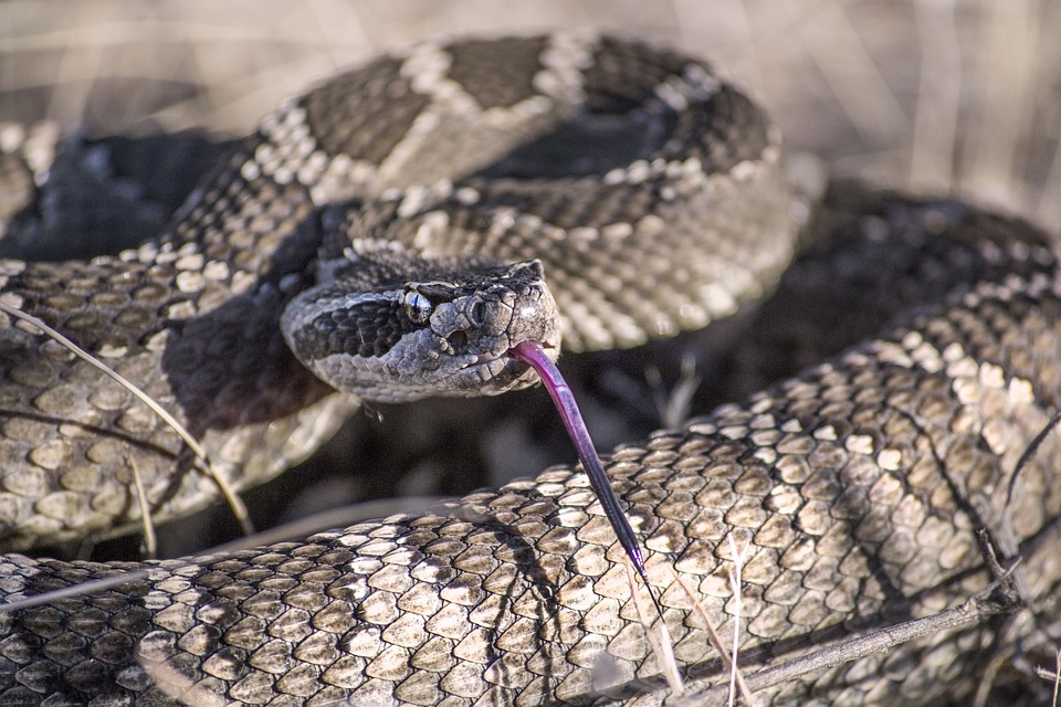 Rattlesnake Activity in Maricopa | Buzaz.Org