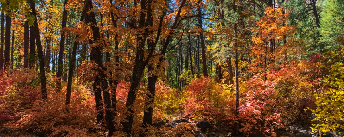 Best Spots For Fall Colors in Flagstaff Arizona | BuzAz.Org