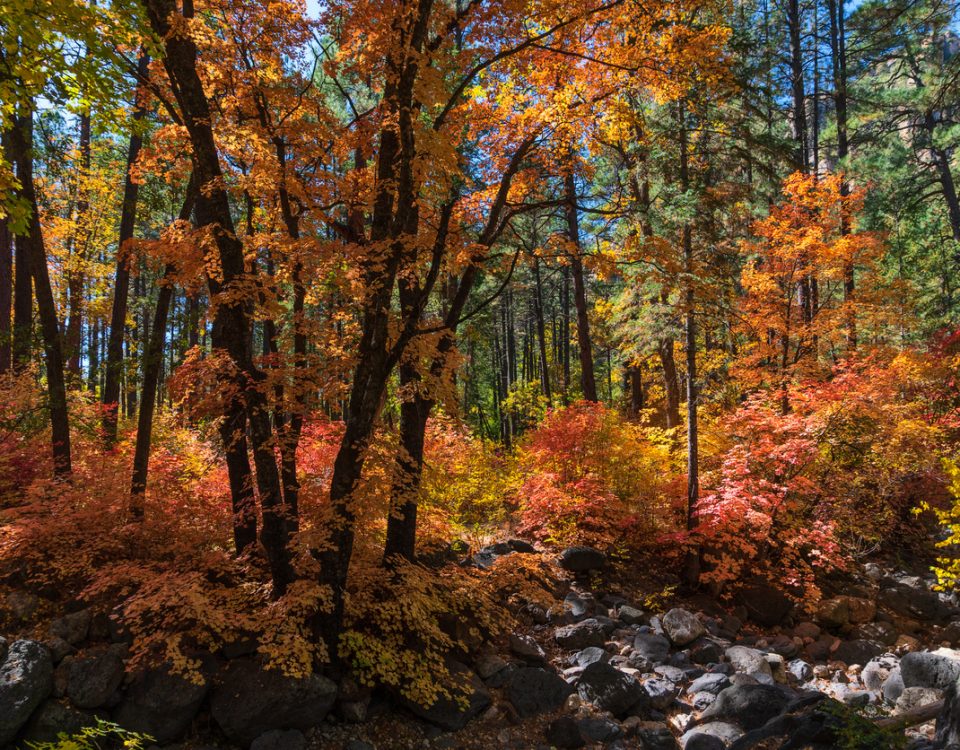 Best Spots For Fall Colors in Flagstaff Arizona | BuzAz.Org