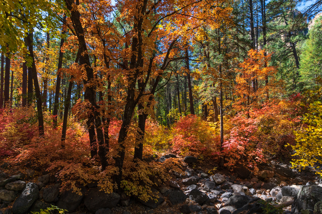 Best Spots For Fall Colors in Flagstaff Arizona | BuzAz.Org