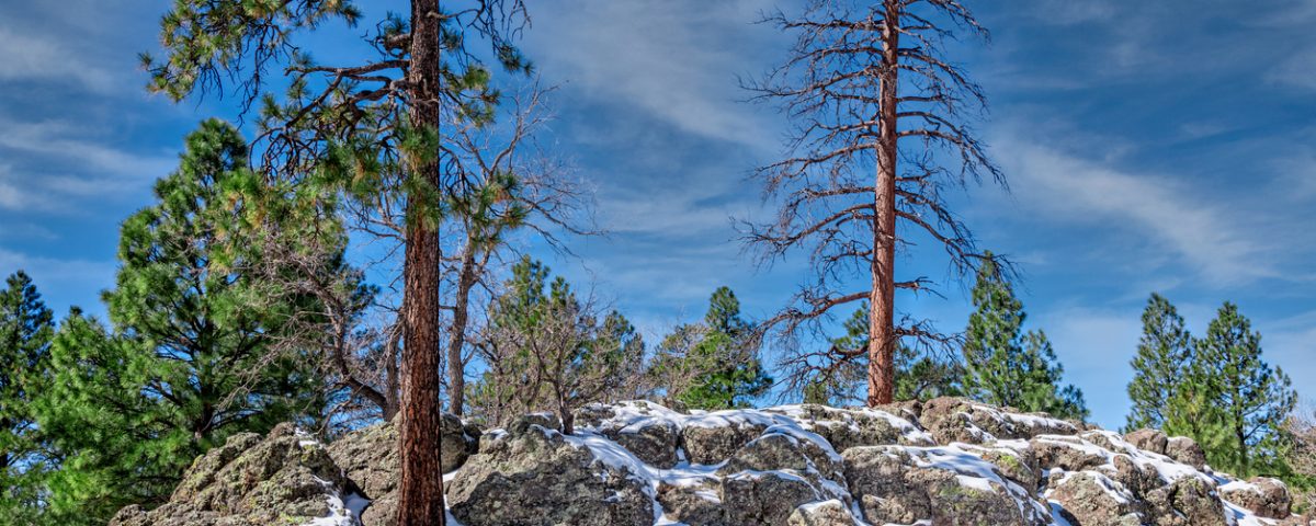 Flagstaff sees its first snow of the season | BuzAz.Org