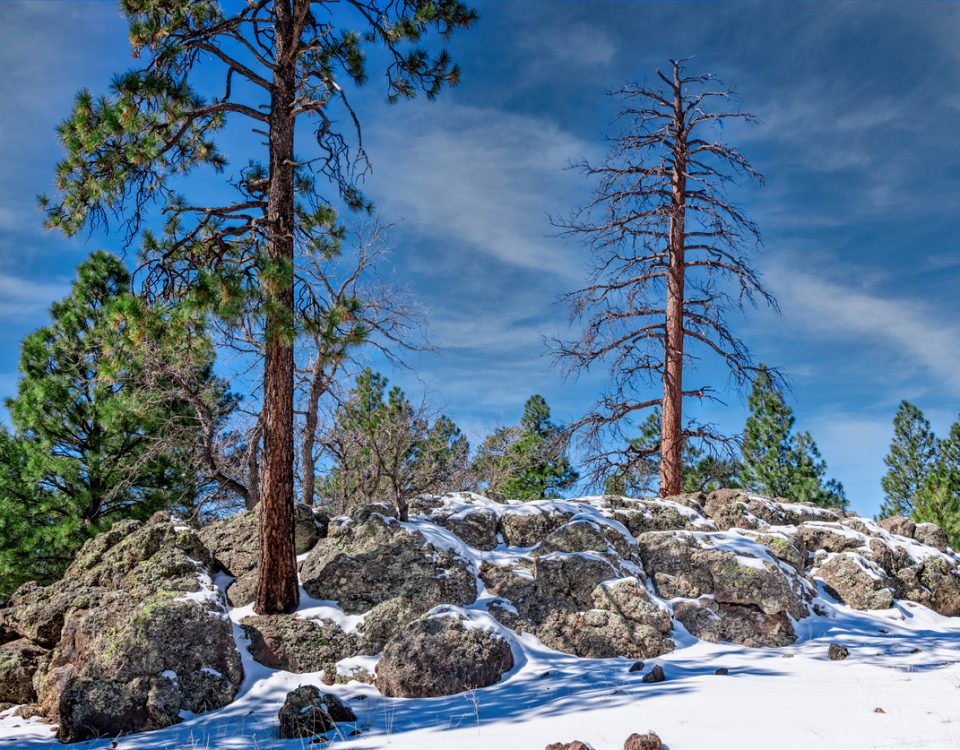 Flagstaff sees its first snow of the season | BuzAz.Org