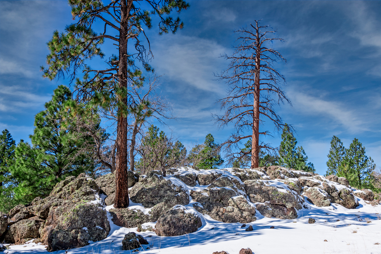 Flagstaff sees its first snow of the season | BuzAz.Org