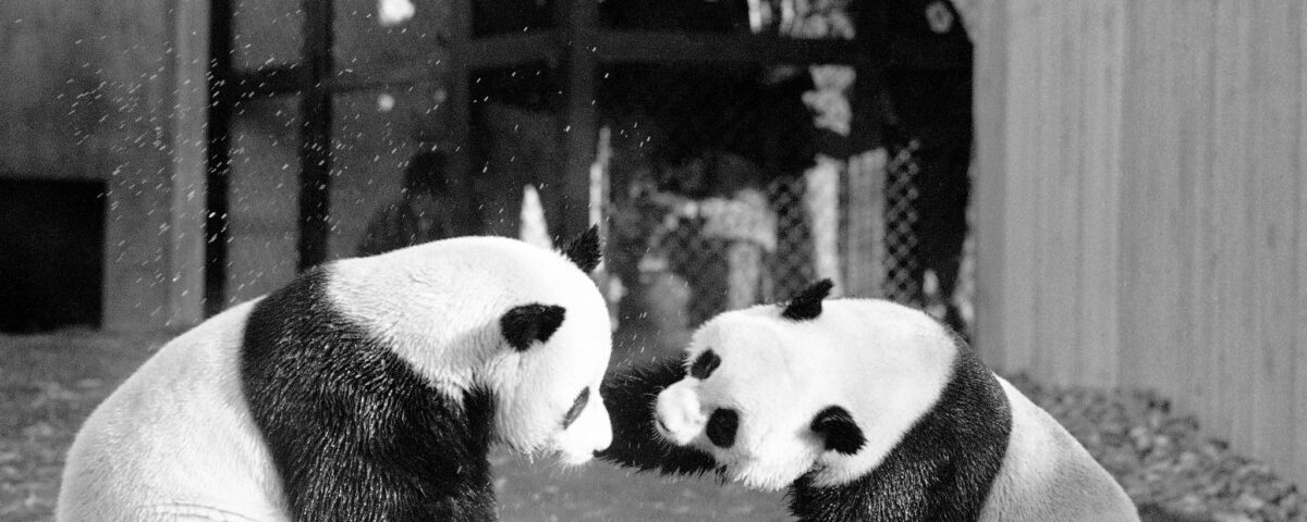 chinese panda program | buzaz.org