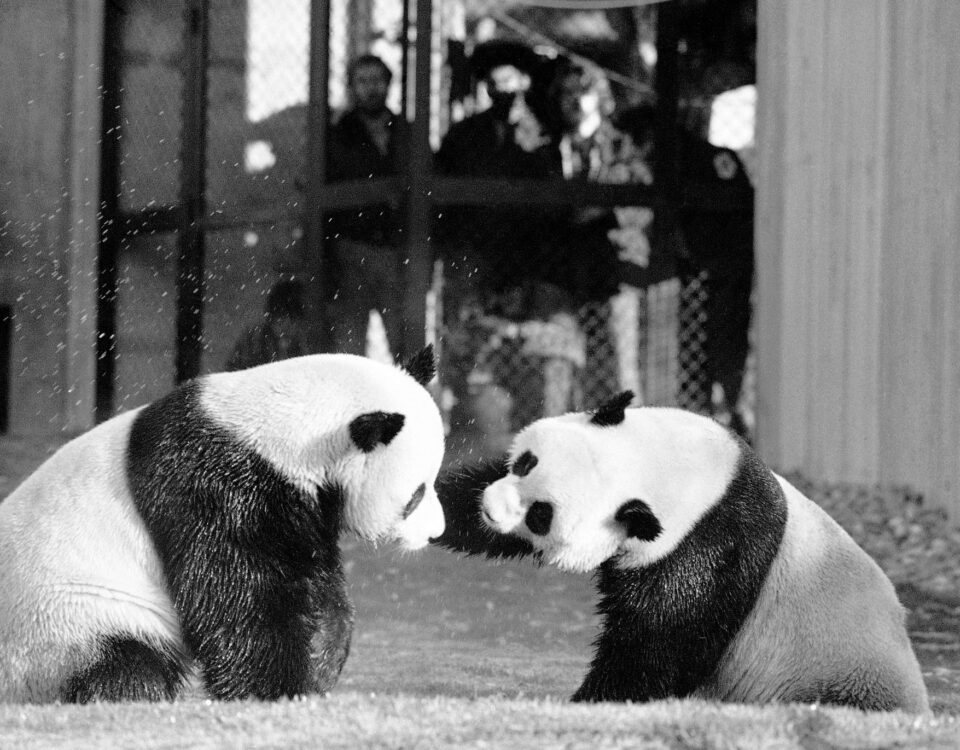chinese panda program | buzaz.org